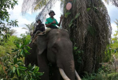 Gajah Jovi Mati di PLG Minas Riau, Sang Penengah Konflik Tutup Usia