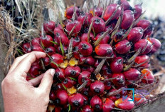 Cuan Melimpah! Harga TBS Sawit Riau Tembus Rp3.543, Petani Siap-Siap Panen Keuntungan Pekan Ini