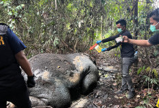 Eksekusi Sadis! Gajah Sumatera di Pelalawan Mati Ditembak Jarak Dekat, Wajah Hilang Dicacah Pemburu Gading!