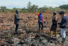 Niat Basmi Sarang Tawon, Pria Ini Justru Sebabkan Lahan Terbakar 3 Hektare
