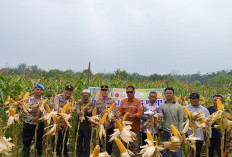 Polsek Singingi Hilir Bersama Warga Desa Petai Sukses Gelar Panen Raya Jagung Pipil Kuartal II
