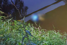 Hilang Kontak Sejak Minggu, Pria di Inhu Ditemukan Tewas di Bawah Jembatan Sungai Telo