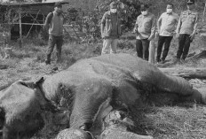 Lagi, Anak Gajah Sumatera Mati di Habitatnya Tesso Nilo, Penyebab sedang Diselidiki