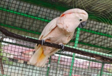 Pulang Kampung! Kakaktua Maluku Hasil Translokasi dari Riau Siap Kembali ke Habitat Aslinya