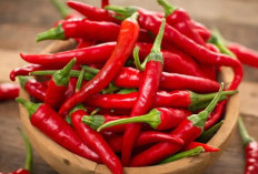 PANIK! Harga Cabai Merah Riau Meledak Tembus Rp 150 Ribu/Kg, Pasokan Dari Sumatra Lumpuh Total Dihantam Banjir