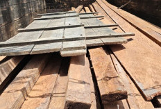 Malam Kelam Pembalak Liar, Polres Bengkalis Gagalkan Penyelundupan Kayu di Siak Kecil