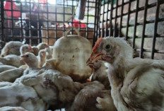 Harga Ayam di Pekanbaru Masih 'Jinakin' Kantong! Siap-Siap Borong Sebelum Ramadan?