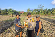 Ketika Korps Bhayangkara Turun Tangan Sulap Lahan Jagung Bengkalis Jadi Lumbung Pangan