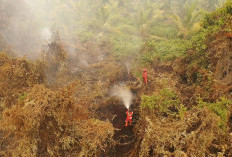 Karhutla Riau Mengganas! Manggala Agni Kepung 60 Hektare Lahan Terbakar di Sokoi Pelalawan
