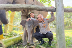 Kelahiran Anak Gajah Sumatera di Tesso Nilo Guncang Publik, Simak Fakta Menarik dari Nona Seroja!