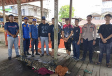 Buaya Muara 2,4 Meter Masuk Permukiman Warga Inhil, Evakuasi Dramatis Berlangsung Tengah Malam