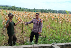 Sinergi Hijau di Kampar Kiri: Menjemput Harapan dalam Hamparan Jagung Kelompok Tani Presisi