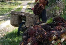 Harga TBS Sawit Riau Naik Lagi, Petani Plasma Nikmati Kenaikan hingga Rp3.930,55 per Kg
