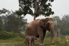 Titiek Soeharto Beri Nama 'Ganesha' untuk Bayi Gajah Sumatera yang Lahir di Tesso Nilo