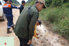 Heboh Harimau Sumatera Menampakan Diri, Balai Konservasi Minta Warga Tak Panik