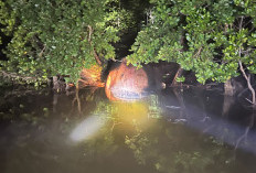 Geger! Bangkai Paus Raksasa 8 Meter Ditemukan Tersangkut di Hutan Mangrove Inhil Riau