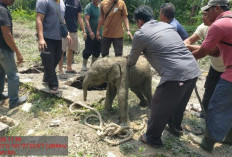 Aksi Heroik Penyelamatan Bayi Gajah Betina dari Lubang Septic Tank Maut, Dramatis Selama 45 Menit!