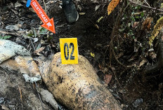 Buruan Nasional! Polda Riau Kejar Pembunuh Gajah Sumatera di Pelalawan!