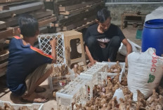 RT di Pekanbaru Sulap Lahan Tidur Jadi Bisnis Puyuh, Kini Tembus 2.000 Ekor