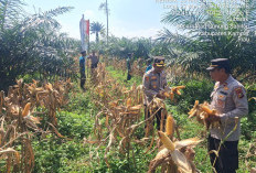 Perkuat Ketahanan Pangan, Polsek Kampar Kiri dan Petani Sukses Panen Raya 1 Ton Jagung Pipil