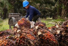 AWAS RUGI BANDAR! Harga Sawit Riau Dipermainkan, Disbun Rilis Aturan Tegas Sikat Pabrik Nakal!