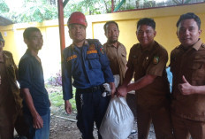 Geger! Ular Piton 5 Meter Ngantor di Dinas Kebudayaan Riau, Tim Rescue Turun Tangan