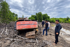 Polda Riau Usut Perambahan 111 Hektare Kawasan Mangrove Dumai, 1 Tersangka Diamankan