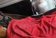 Harimau Sumatra Terkam Pekerja di Siak, Selamat Usai Disorot Lampu Ekskavator