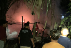 Puluhan Ternak Kambing dan Ayam di Kuansing Ludes Terbakar Akibat Api Unggun