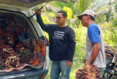 Kabar Gembira! Harga TBS Sawit Riau Naik Lagi Jadi Rp3.707 Per Kg, Petani Senang