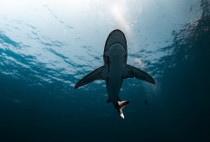 Empat Serangan Hiu Dalam Dua Hari, Pantai Sydney Ditutup