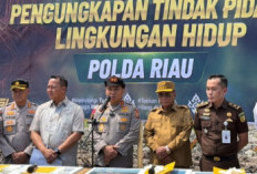 Polda Riau Usut Pembabatan 118 Hektare Mangrove Rohil, BKSDA Buka Suara